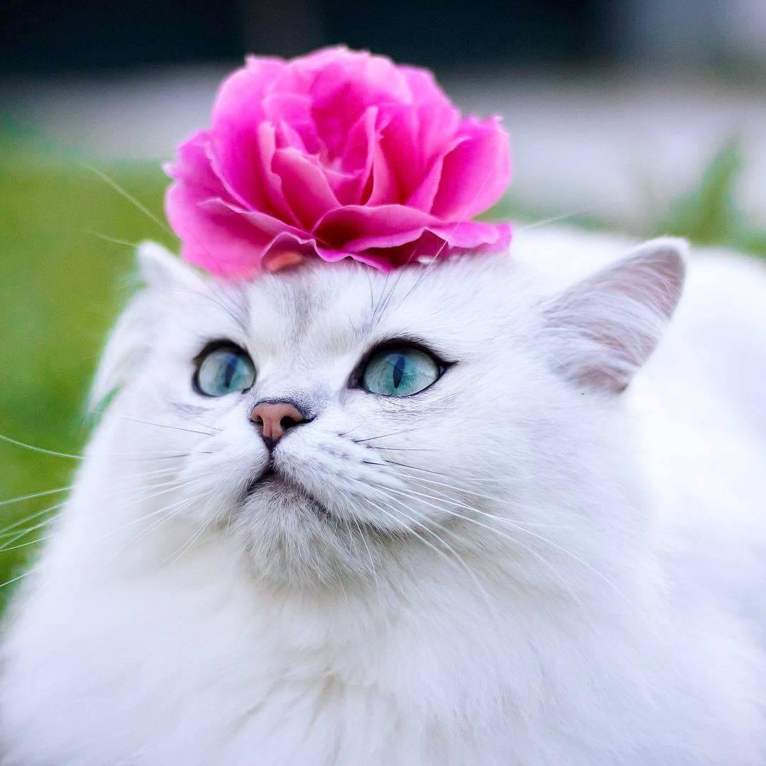 Красивые котики. Красивые котята. Красивые кошечки. Котики и цветы.
