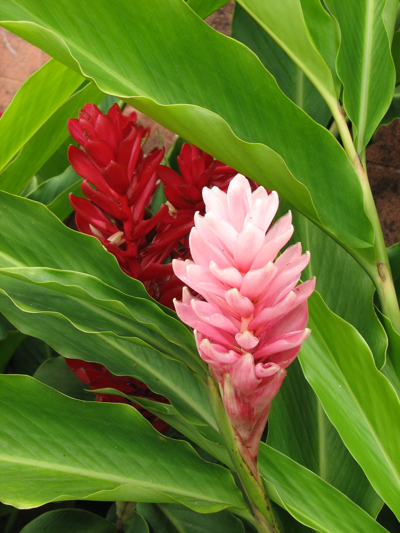Косты цветы. Коста Рика фауна. Коста растение показать. Комнатное растение из Коста Рики. Коста цветы фото.